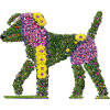 Beautiful flower dog