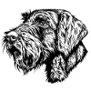 German Wirehair Portrait