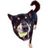 Doggo playing ball
