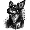 Chihuahua dog dog