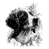 Dog mongrel