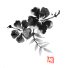 Hibiskus