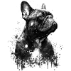 Français Bulldog