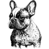 Français Bulldog