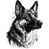 Sheepdog