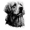 Golden Retrievers