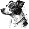 Jack Russell