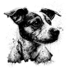 Jack Russell