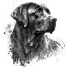 Labrador