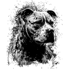 Pitbull