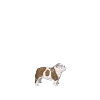 Bouledogue anglais