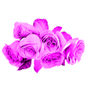 Roses Flowers magenta bouquet