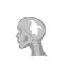 Brain X-ray Penguin