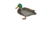 Ducks Heartbeat Duck Breeder