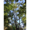 Impressionist Treescape