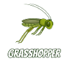 Grasshopper