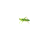Heartbeat Grasshopper