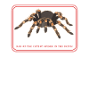 Tarantulas Dad Spiders Tarantula Gift