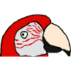 red macaw