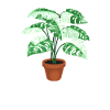 Monstera Dad