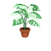 Monstera Mama