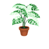 Crazy Monstera Lady