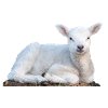 Lamb Easter Sheep Spring Animal