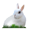 Kanin Hare Påske Påskehare Dyrefauna