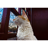 The cat
