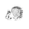 Porc-épic mignon