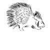 Porc-épic mignon