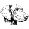 Weimaraner Portrait