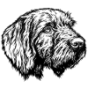 Pudelpointer Portrait