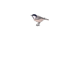 Bird Owner Gift Bird Lover
