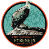 Vulture in the Pyrenees National Park