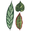 3 leaves Philodendron apoballis schismatoglottis