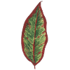 Philodendron leaf plantlover botany plants