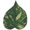Schismatoglottis leaf plantlover botany nature