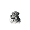 Miniature Schnauzer