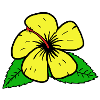 Tropical flower