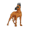 Great Dane