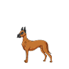 Great Dane