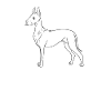 Great Dane