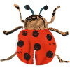Biedron