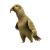 Kakapo - The nocturnal parrot