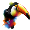 Toucan