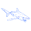 Shark in blue