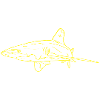 Shark in yellow