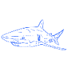 Shark