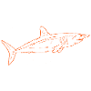 Requin